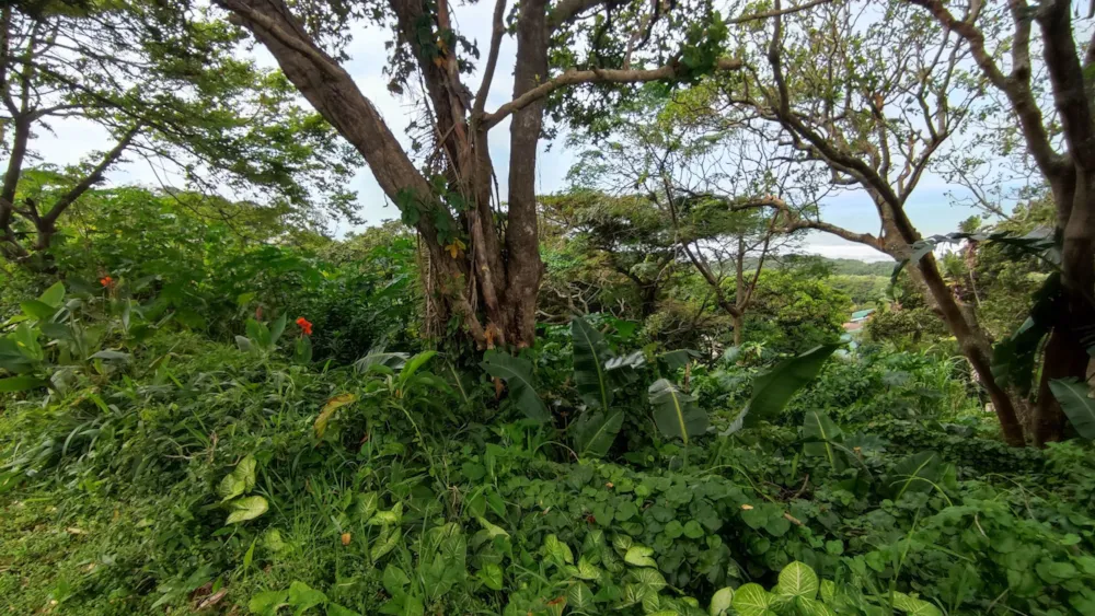 Vacant land for sale in Oslo Beach, Port Shepstone - 1PX1611805 Vacant land for sale in Oslo Beach, Port Shepstone - 1PX1611805