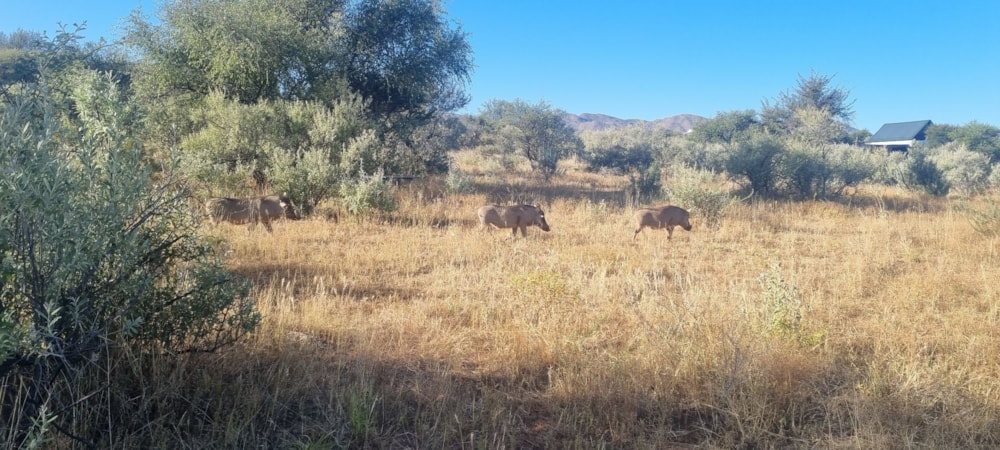 Vacant land for sale in Finkenstein Estate, Namibia - 3NM1610308