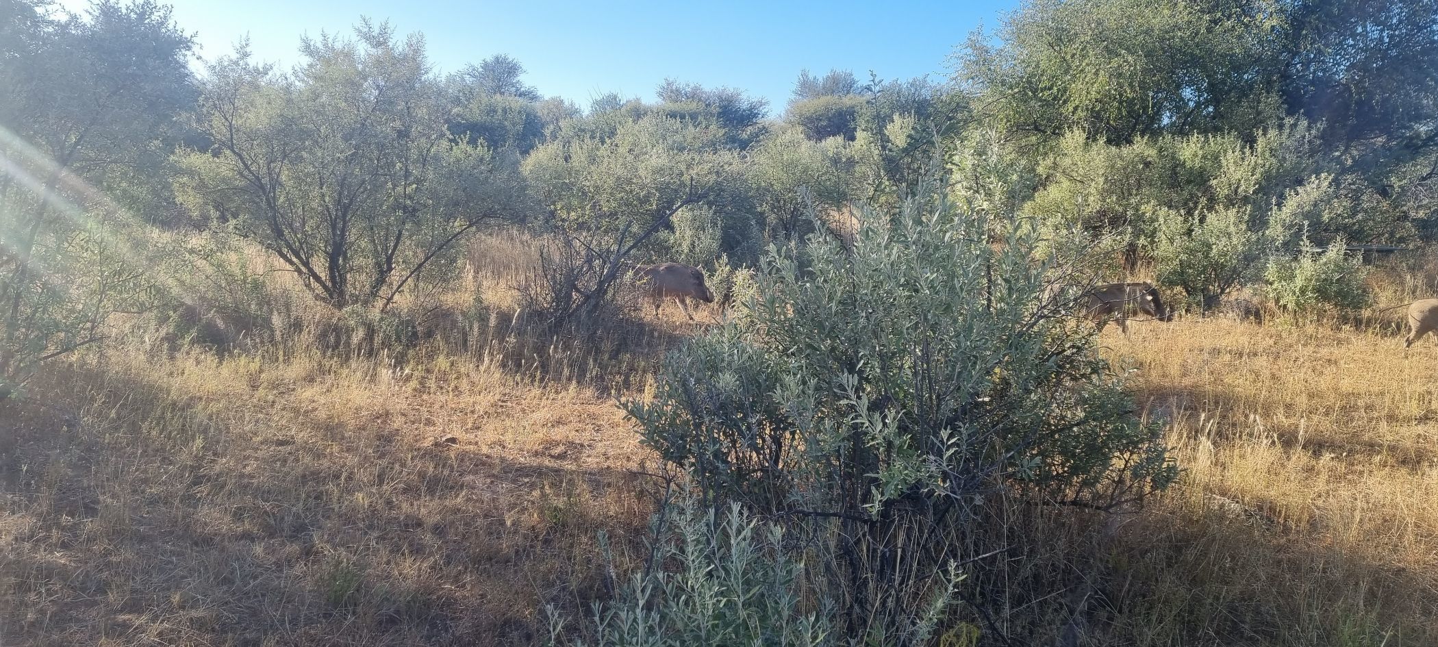 Vacant land for sale in Finkenstein Estate, Namibia - 3NM1610308