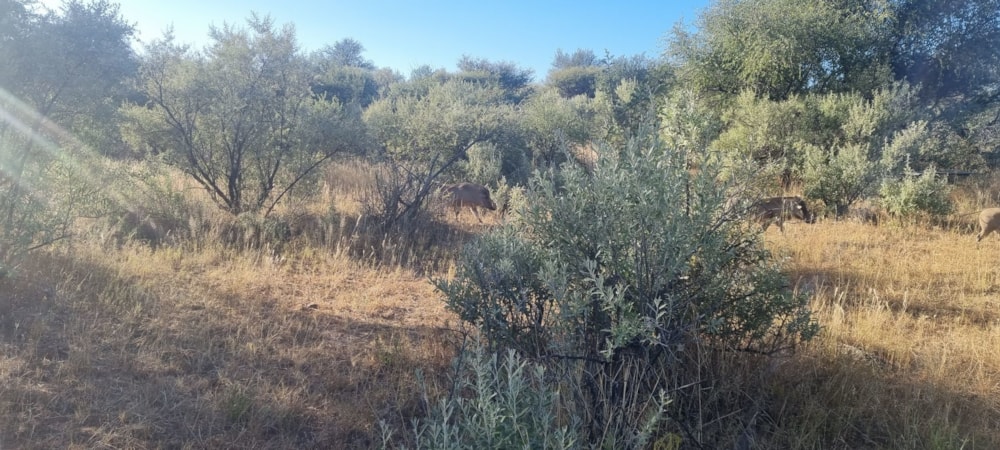 Vacant land for sale in Finkenstein Estate, Namibia - 3NM1610308