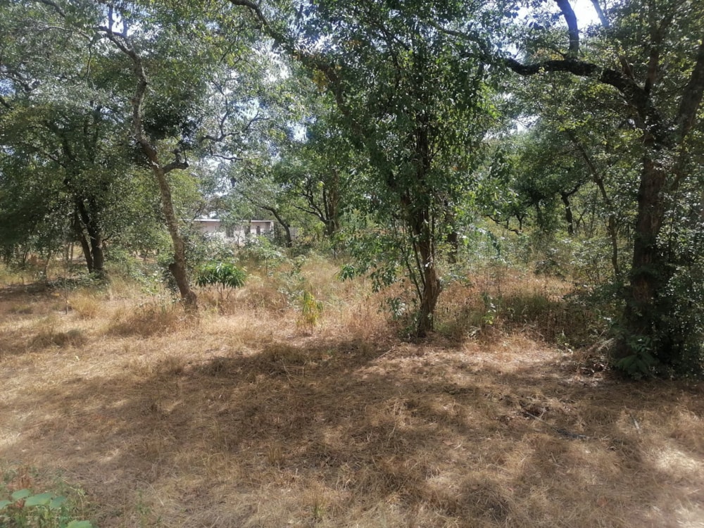 Vacant land for sale in Shimabala, Lusaka Province, Zambia - 3ZA1610381 Vacant land for sale in Shimabala, Lusaka Province, Zambia - 3ZA1610381