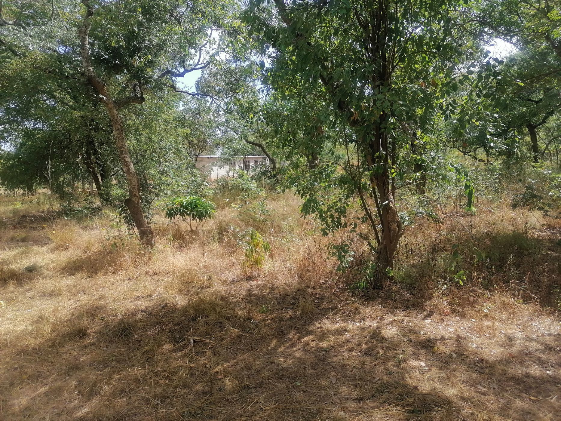 Vacant land for sale in Shimabala, Lusaka Province, Zambia - 3ZA1610381