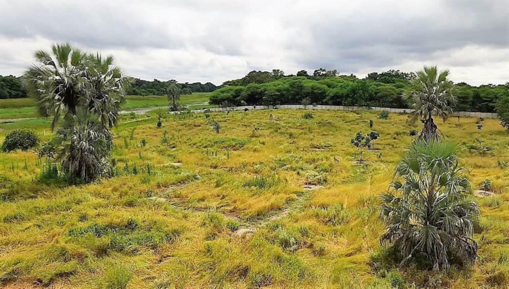 Vacant land for sale in Maun, Botswana - 3BO1610625 Vacant land for sale in Maun, Botswana - 3BO1610625