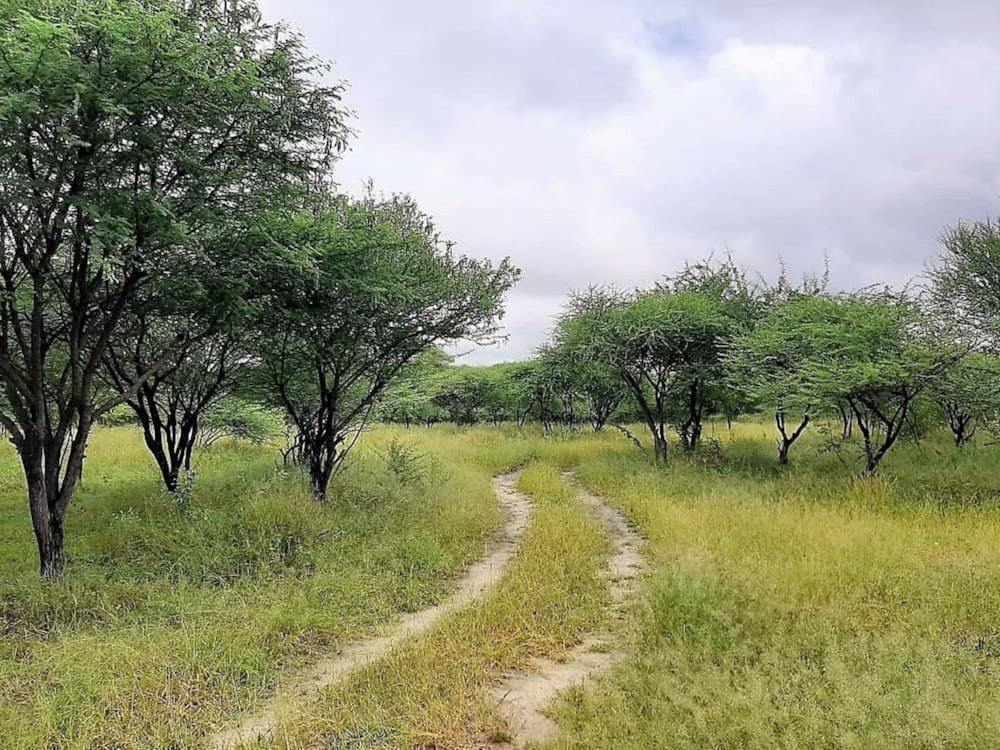 Vacant land for sale in Maun, Botswana - 3BO1610625 Vacant land for sale in Maun, Botswana - 3BO1610625