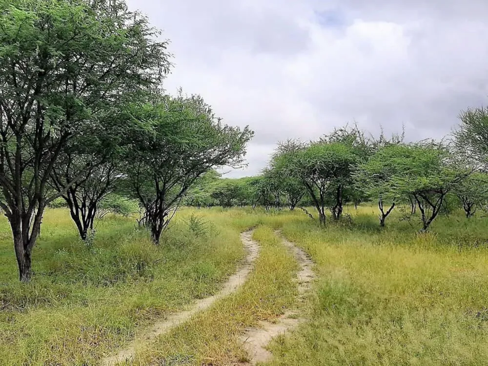 Vacant land for sale in Maun, Botswana - 3BO1610625 Vacant land for sale in Maun, Botswana - 3BO1610625