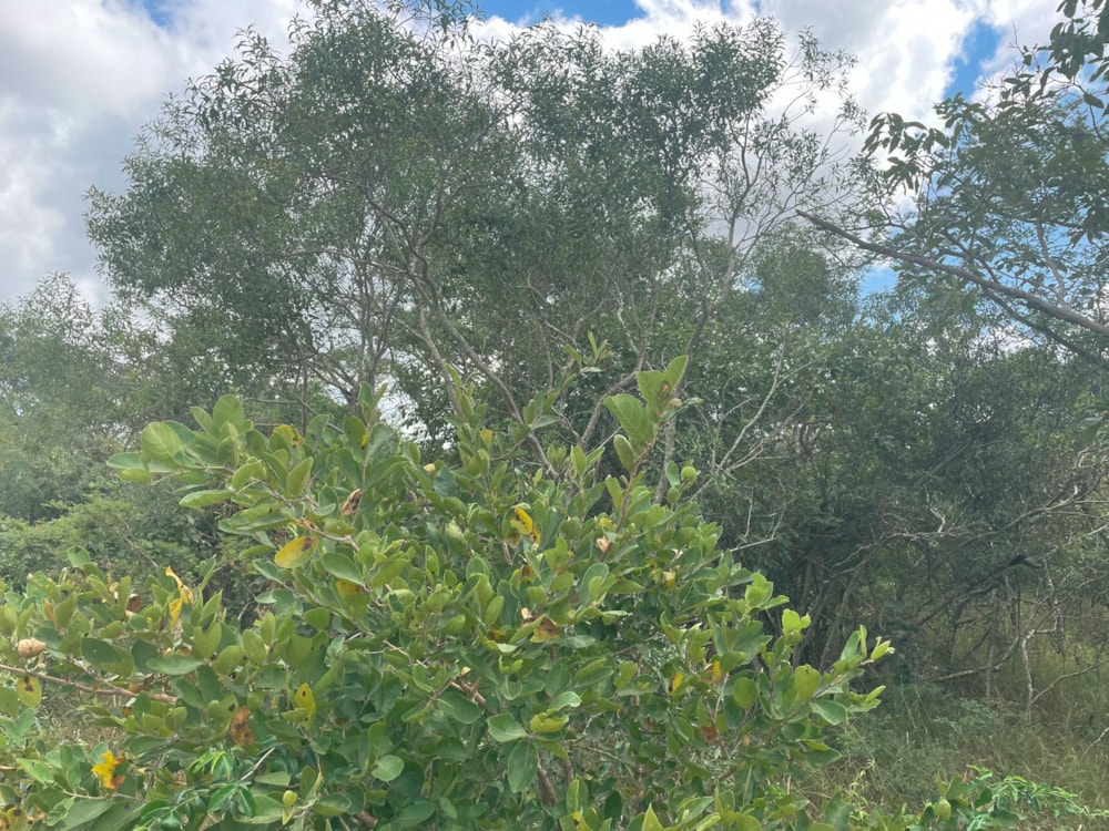 Vacant land sold in Moria - 1HS1639370 Vacant land sold in Moria - 1HS1639370