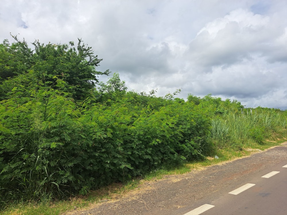Commercial vacant land for sale in Bambous, Mauritius - MUR1611749