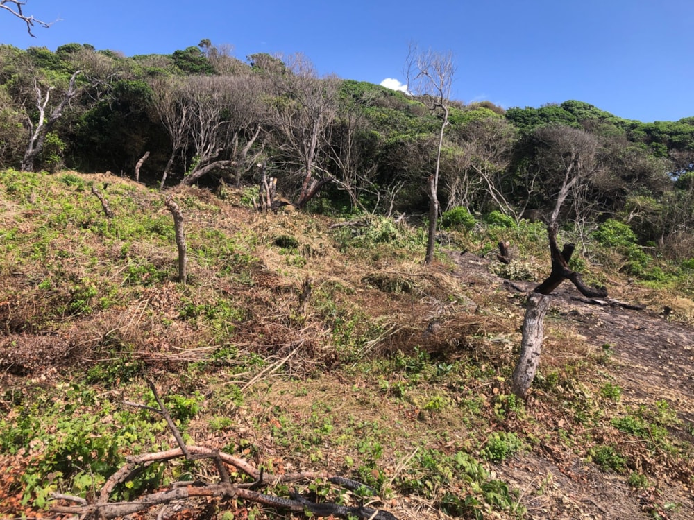 Vacant land for investment in Ponta Mamoli, Mozambique - 3MQ1612079