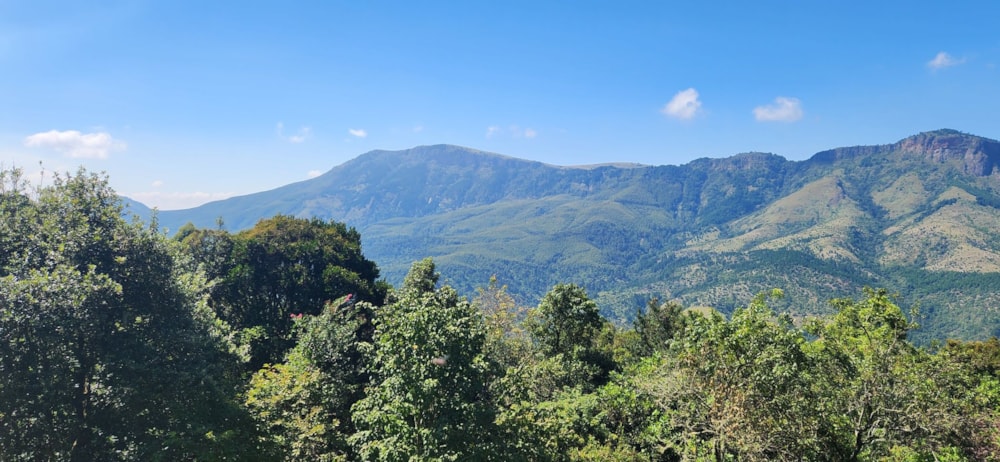 Plantation sold in Haenertsburg - 1TA1612331 Plantation sold in Haenertsburg - 1TA1612331