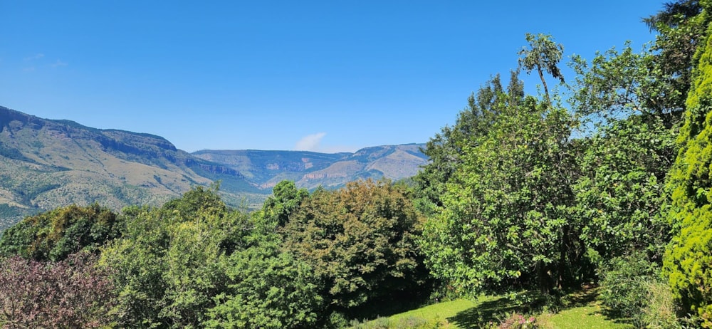 Plantation sold in Haenertsburg - 1TA1612331 Plantation sold in Haenertsburg - 1TA1612331