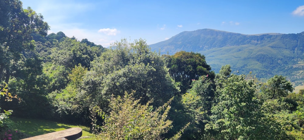 Plantation sold in Haenertsburg - 1TA1612331 Plantation sold in Haenertsburg - 1TA1612331