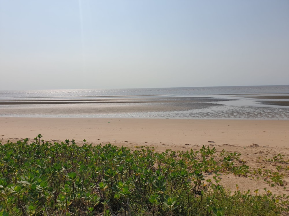 Vacant land for investment in Catembe, Mozambique - 3MQ1612890 Vacant land for investment in Catembe, Mozambique - 3MQ1612890