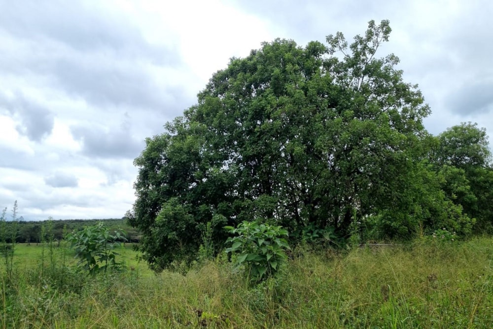 Residential vacant land for sale in White River Ext 49 - 1WR1613637