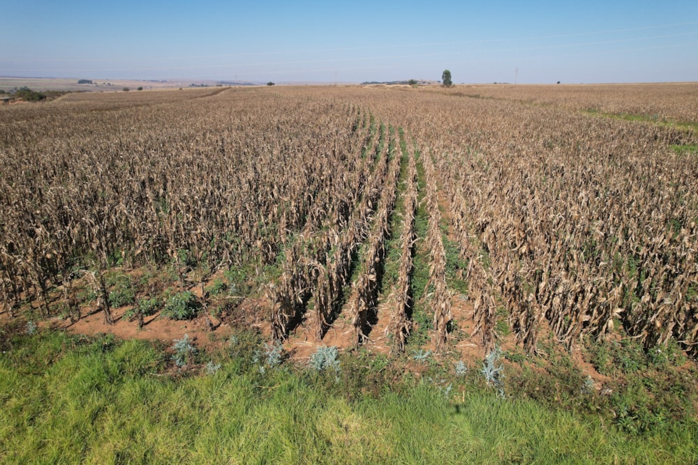 Crop farm for sale in Bronkhorstspruit Rural - PRN1614090