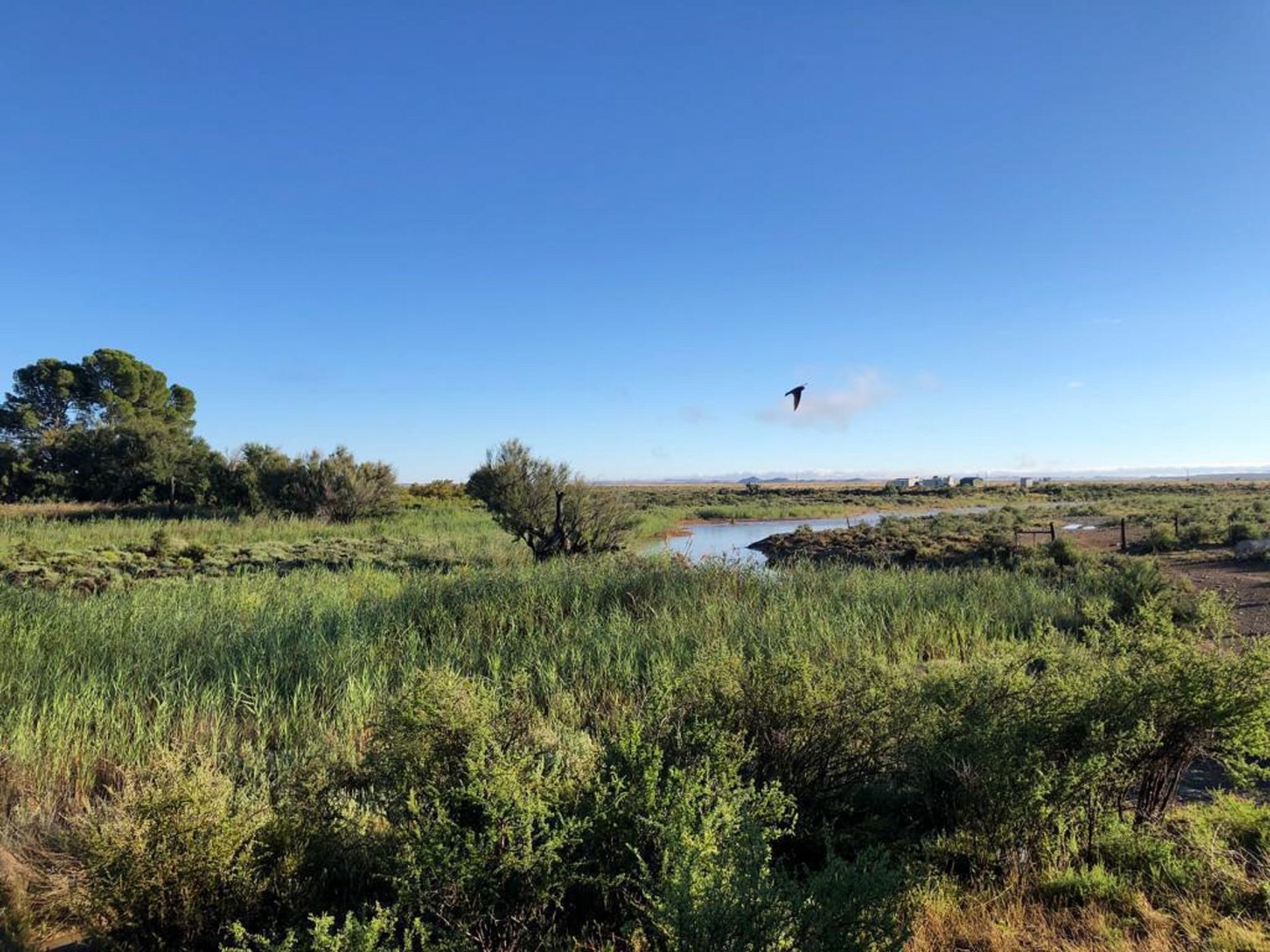 Livestock farm for sale in Victoria West - 1KK1614377