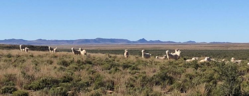 Livestock farm for sale in Victoria West - 1KK1614377 Livestock farm for sale in Victoria West - 1KK1614377