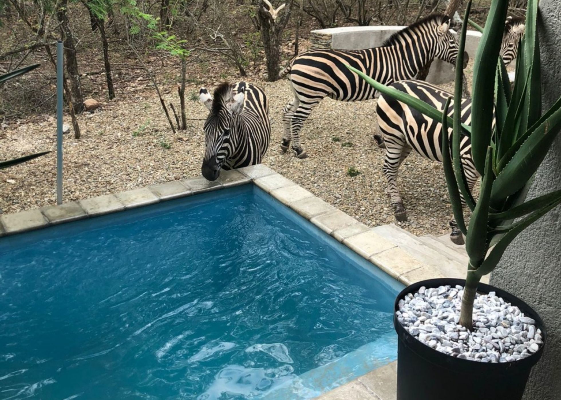 House to rent in Marloth Park - 1NK1617231