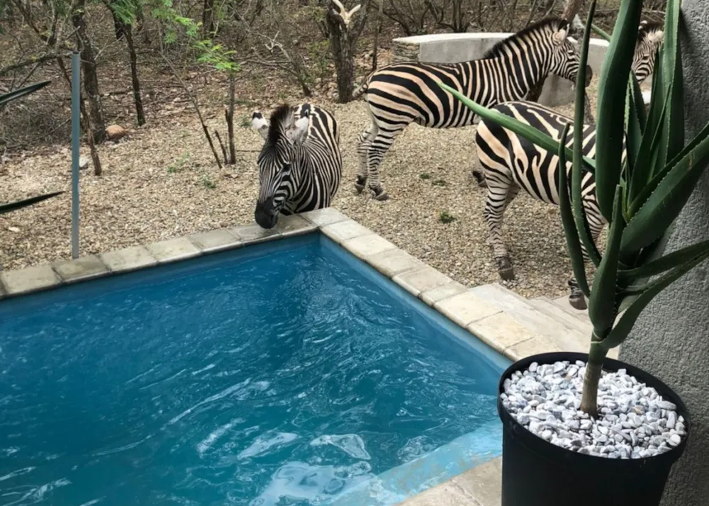 House to rent in Marloth Park - 1NK1617231 House to rent in Marloth Park - 1NK1617231
