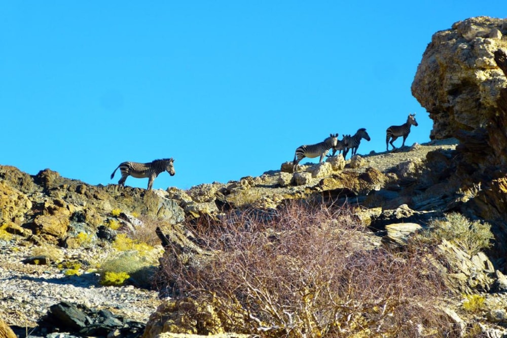 Farm vacant land for sale in Windhoek, Namibia - 3NM1691557 Farm vacant land for sale in Windhoek, Namibia - 3NM1691557