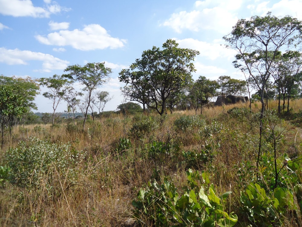Farm vacant land for sale in Ruwa, Zimbabwe - 3ZB1618728