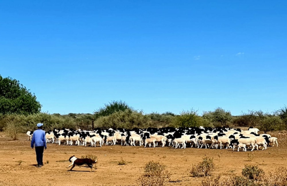 Livestock farm for sale in Carnarvon - 1KK1619162