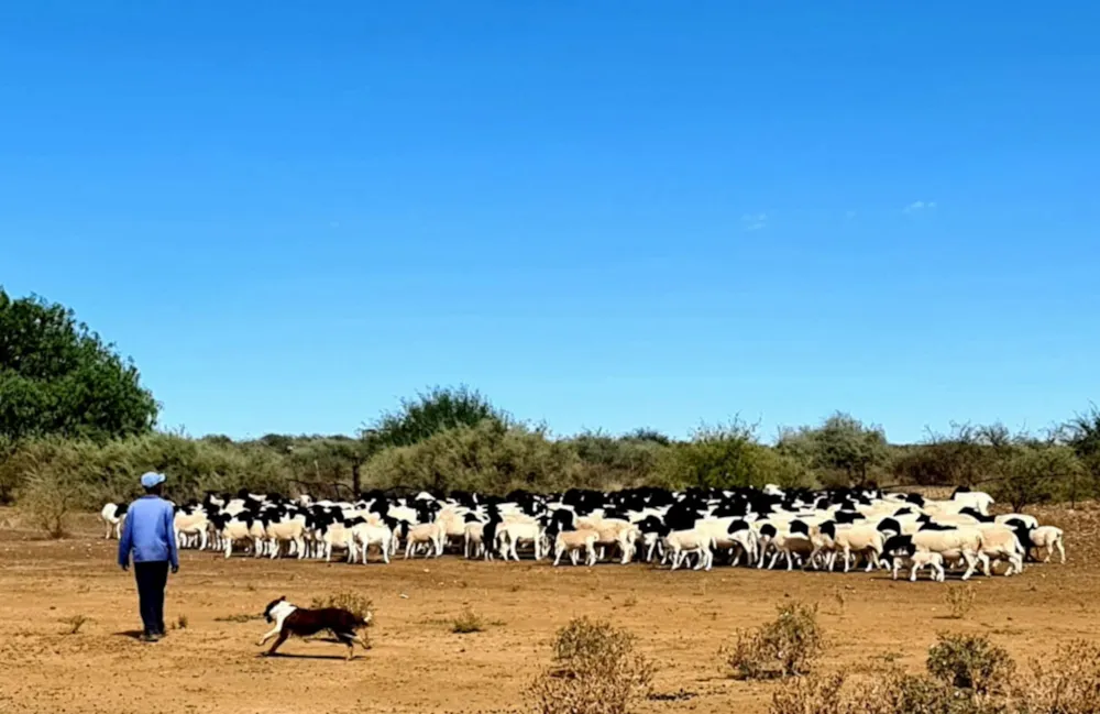 Livestock farm for sale in Carnarvon - 1KK1619162 Livestock farm for sale in Carnarvon - 1KK1619162
