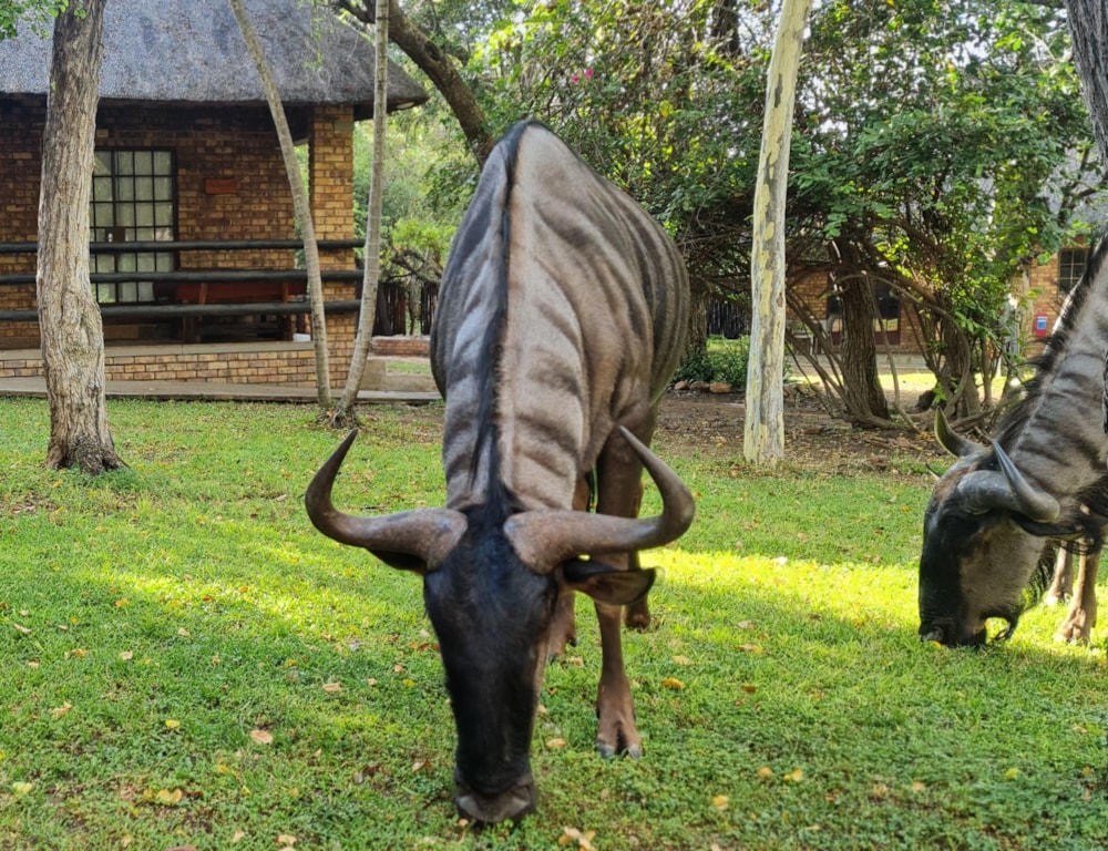 House to rent in Marloth Park - 1NK1590431 House to rent in Marloth Park - 1NK1590431