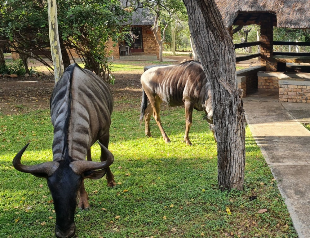 House to rent in Marloth Park - 1NK1590431 House to rent in Marloth Park - 1NK1590431