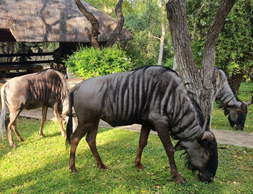 House to rent in Marloth Park - 1NK1590431 House to rent in Marloth Park - 1NK1590431