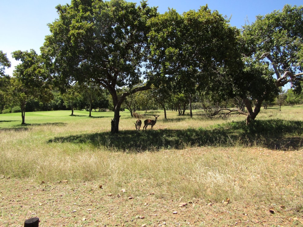 Residential vacant land for sale in Seasons Eco Golf Estate - 1HR1620030