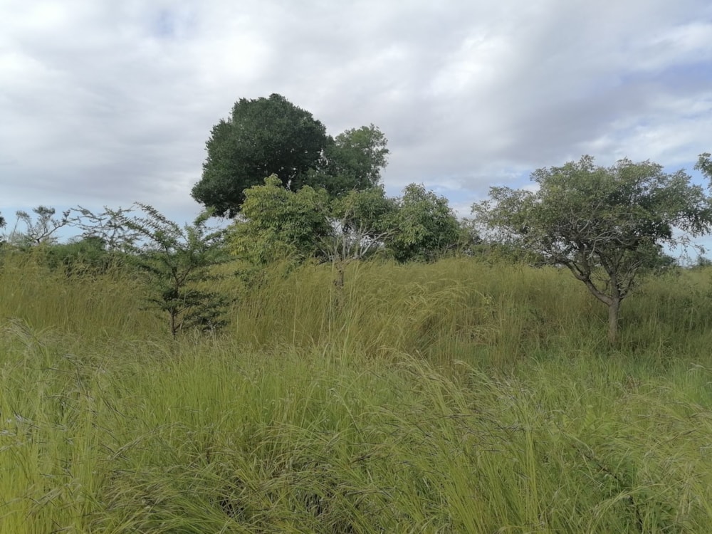 Vacant land for investment in Inhassoro, Mozambique - 3MQ1620281 Vacant land for investment in Inhassoro, Mozambique - 3MQ1620281