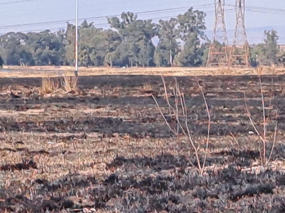 Residential vacant land for sale in StruisBult - 1SP1620503 Residential vacant land for sale in StruisBult - 1SP1620503