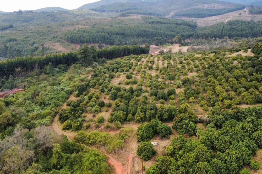Fruit farm for sale in Haenertsburg - 1TA1620837
