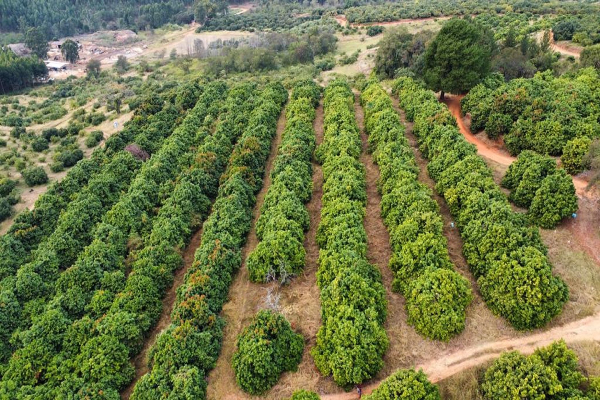 Fruit farm for sale in Haenertsburg - 1TA1620837