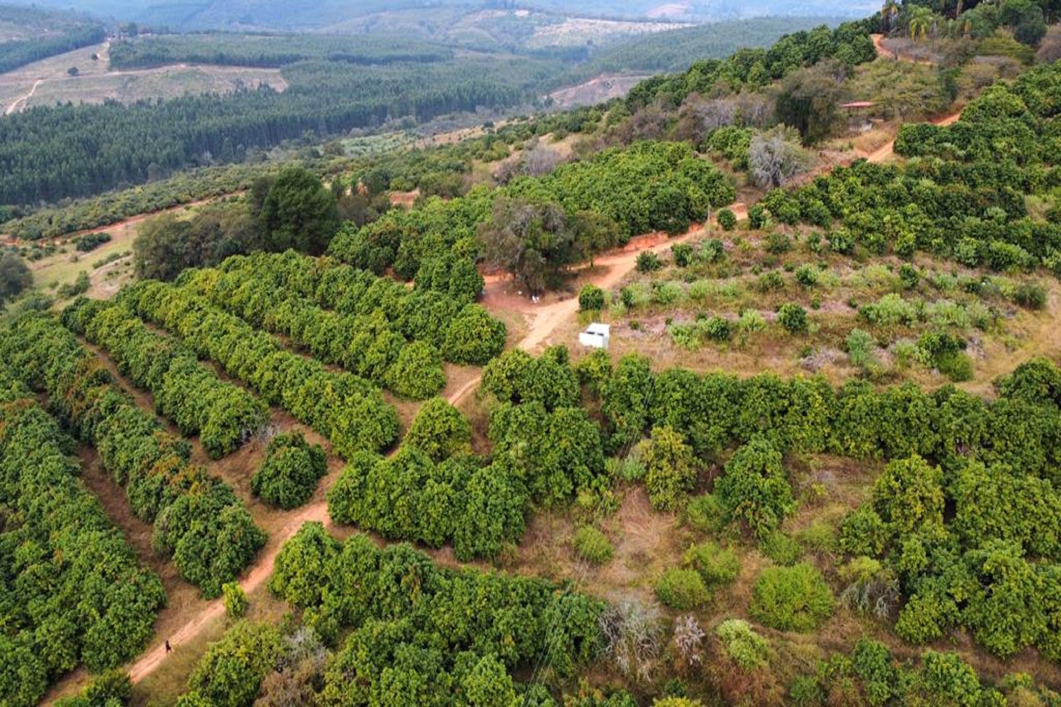 Fruit farm for sale in Haenertsburg - 1TA1620837