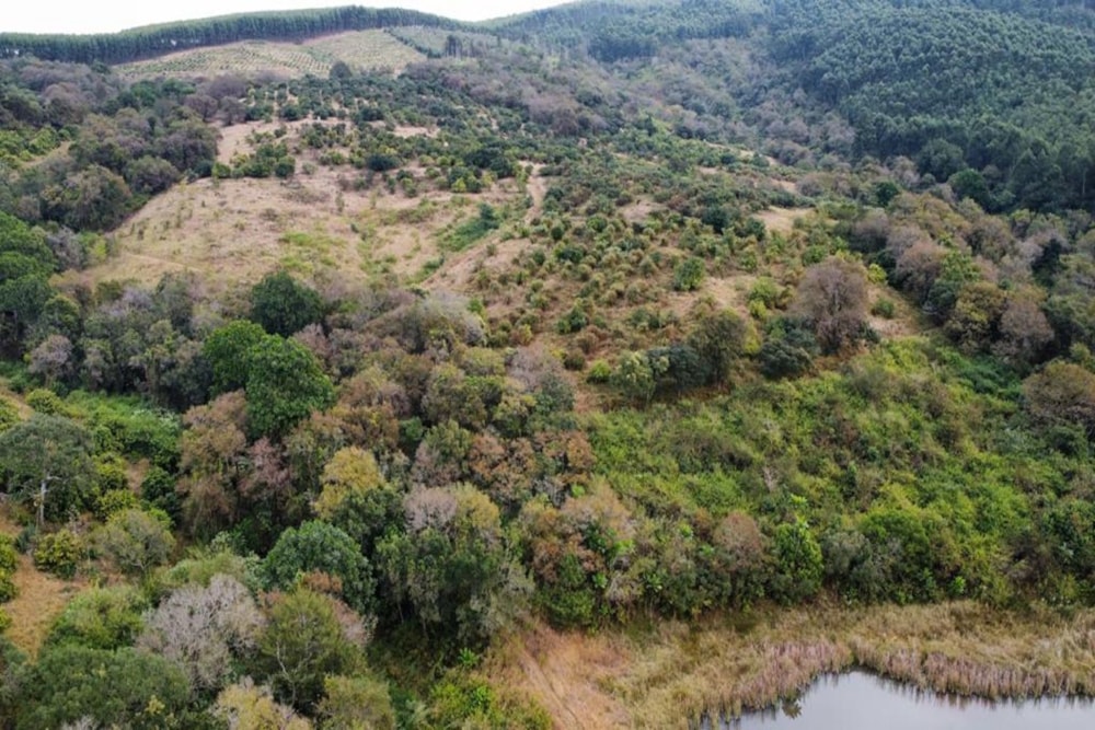 Fruit farm for sale in Haenertsburg - 1TA1620837 Fruit farm for sale in Haenertsburg - 1TA1620837