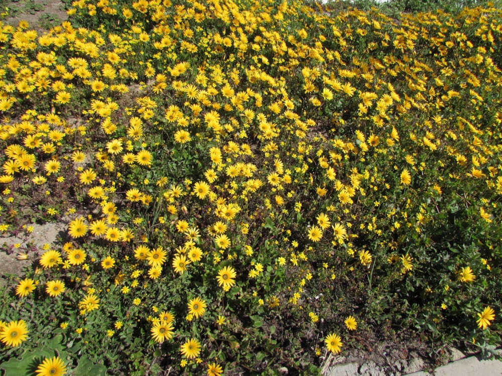 Residential vacant land for sale in Yzerfontein - LA1625486