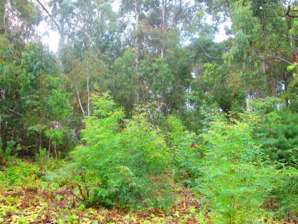 Vacant land for sale in Dullstroom - 1DS1624005