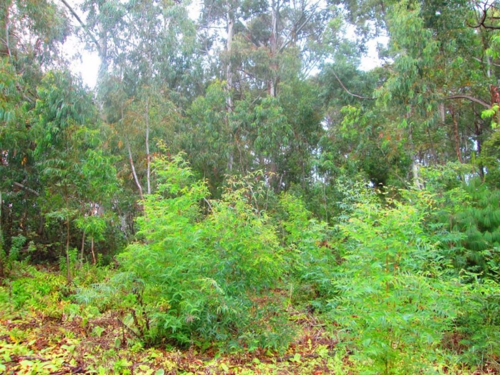 Vacant land for sale in Dullstroom - 1DS1624005 Vacant land for sale in Dullstroom - 1DS1624005