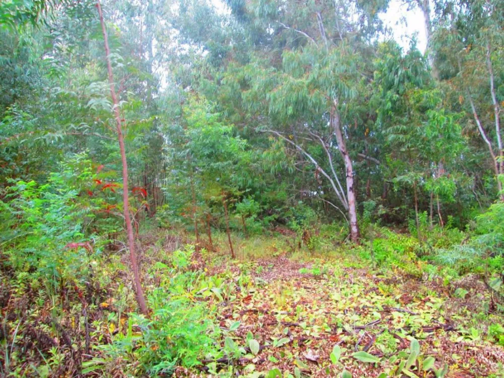 Vacant land for sale in Dullstroom - 1DS1624005