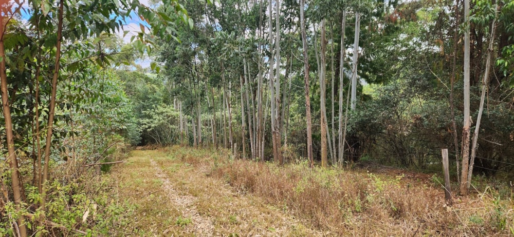 Farm vacant land for sale in Haenertsburg - 1TA1624026 Farm vacant land for sale in Haenertsburg - 1TA1624026