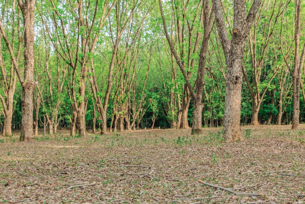 Mixed use farm for sale in Skeerpoort - 1HR1624422 Mixed use farm for sale in Skeerpoort - 1HR1624422