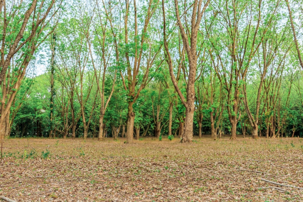 Mixed use farm for sale in Skeerpoort - 1HR1624422 Mixed use farm for sale in Skeerpoort - 1HR1624422