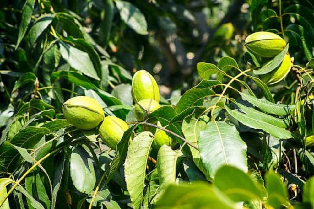 Mixed use farm for sale in Skeerpoort - 1HR1624422 Mixed use farm for sale in Skeerpoort - 1HR1624422