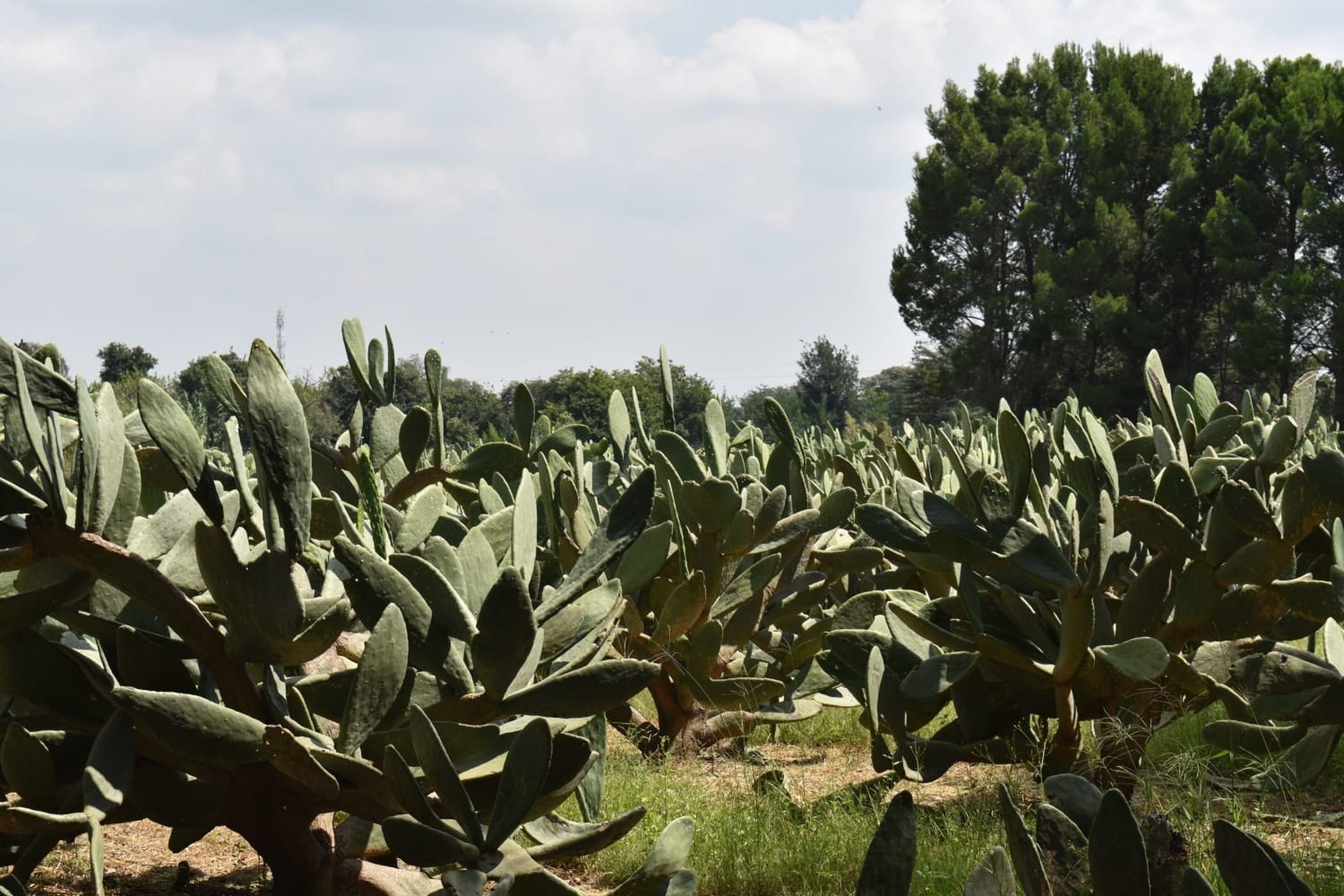 Smallholding for sale in Mooilande - 1VT1625121