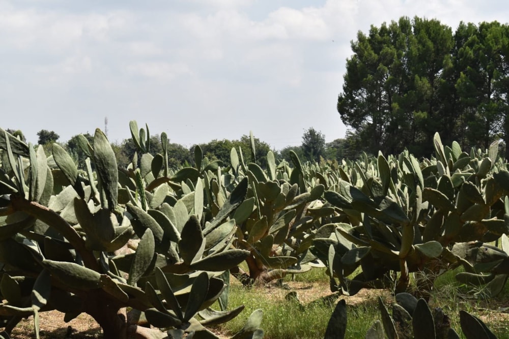 Smallholding for sale in Mooilande - 1VT1625121