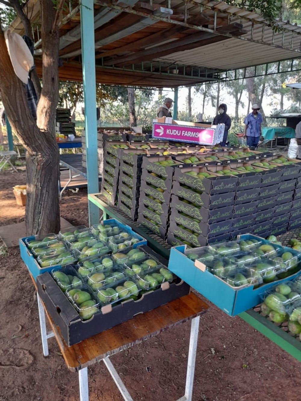 Smallholding for sale in Mooilande - 1VT1625121