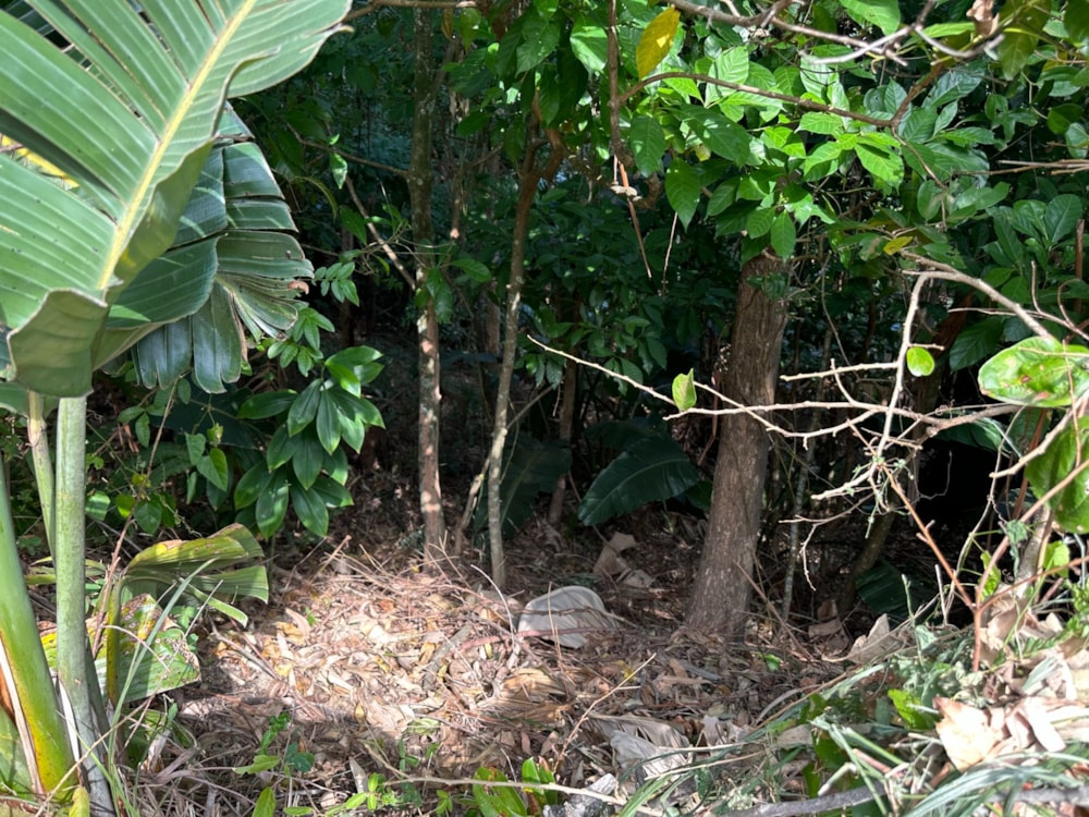 Residential vacant land for sale in Southbroom - 1PD1626172