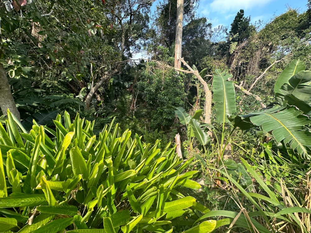 Residential vacant land for sale in Southbroom - 1PD1626172