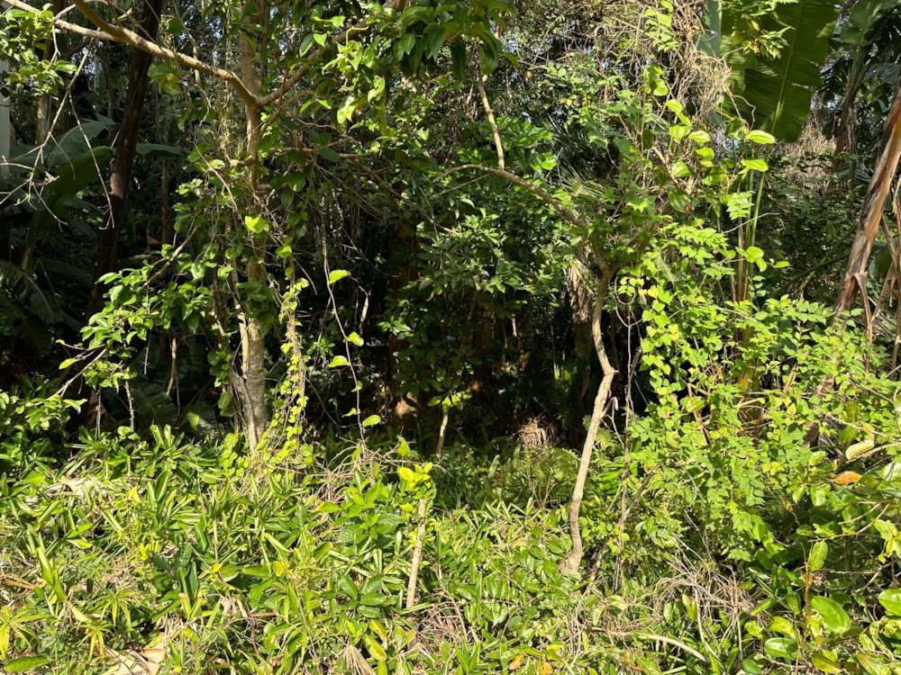 Residential vacant land for sale in Southbroom - 1PD1626172